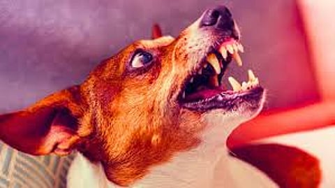 நாய் கடித்தொல்லை