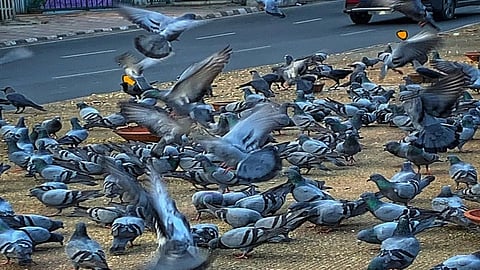 புறாக்கள்