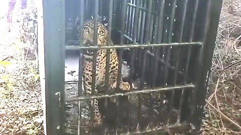 கூண்டில் சிக்கிய சிறுத்தை