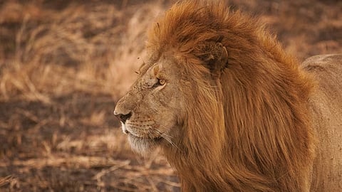 zookeeper enters lions den to impress girlfriend accidentally films his own death