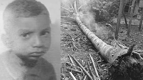 விபத்தை ஏற்படுத்திய தென்னைமரம்