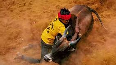 ஜல்லிக்கட்டு