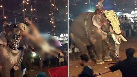 மதம்பிடித்த யானை