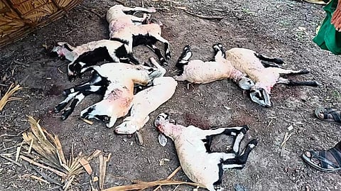 ஆடுகள் பலி