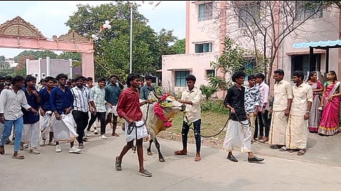 ஜல்லிகட்டு காளை