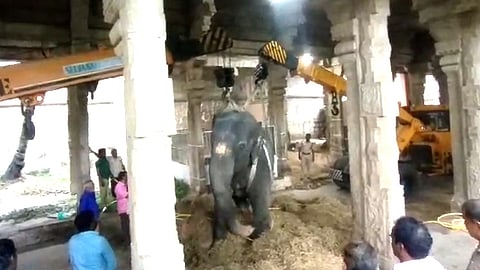 மூட்டு வலியால் படுத்த படுக்கையான நெல்லையப்பர் கோயில் யானை – மருத்துவக் குழுவினர் தீவிர சிகிச்சை