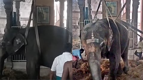 நெல்லையப்பர் கோயில் யானை