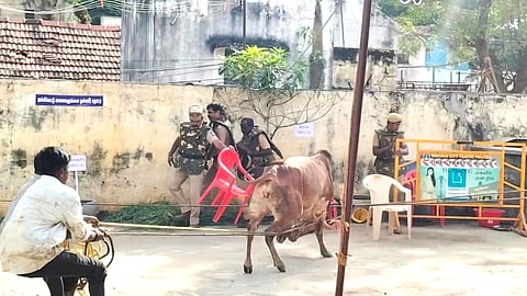 அடங்க மறுத்து அட்டகாசம் செய்த காளை