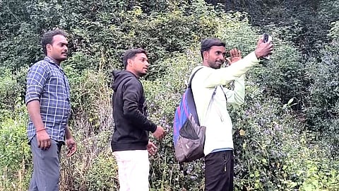 பூத்துக் குலுங்கும் குறிஞ்சி மலர்கள்