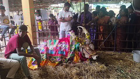 பட்டத்துக் காளையை வணங்கிய பொதுமக்கள்