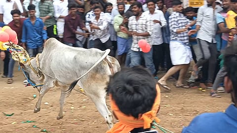 எருது விடும் விழா