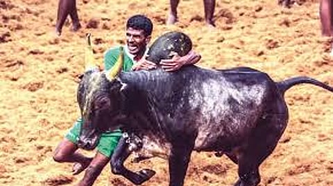 அவனியாபுரம் ஜல்லிக்கட்டு