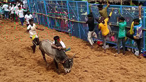 பழனி ஜல்லிக்கட்டு