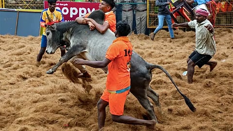 பாலமேடு ஜல்லிக்கட்டு