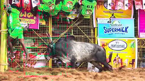 ஜல்லிக்கட்டு