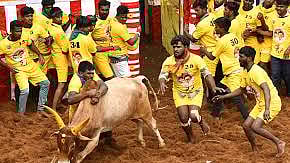 அலங்காநல்லூர் ஜல்லிக்கட்டு