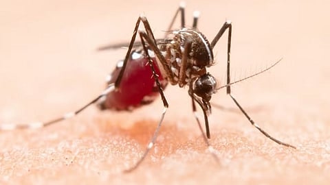 ஆராய்ச்சி முடிவுகள்