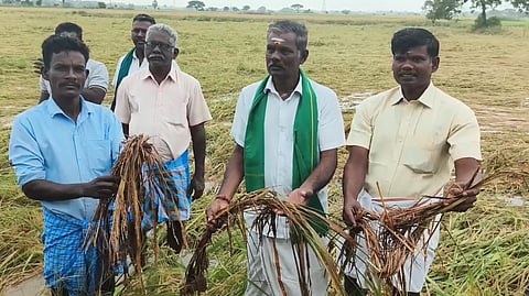 மயிலாடுதுறை: கனமழையால் பயிர்கள் பாதிப்பு