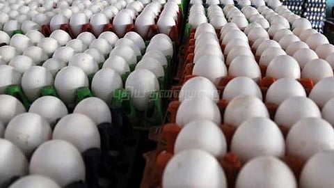 canadian food inspection agency warning on eggs due to possible