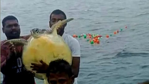 வலையில் சிக்கிய அரிய வகை ஆமை