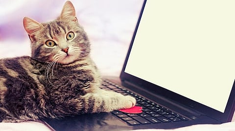 china women loses job after her cat accidentally sends resignation email