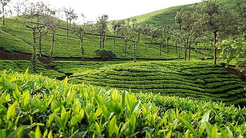 indian tea 288 jump in imports from kenya