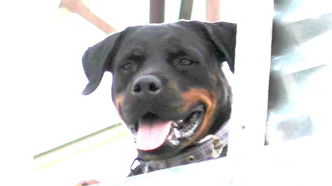 வளர்த்தவரையே கடித்துக் குதறிய வளர்ப்பு நாய்