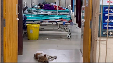 விபத்து சிகிச்சை பிரிவில் சொகுசாக தூங்கும் தெரு நாய்