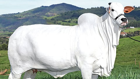 rs 41 crore sale of indian cow sets world record at brazil auction