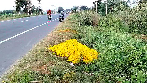 சாலையோரங்களில் கொட்டப்படும் செண்டு மல்லி பூக்கள்