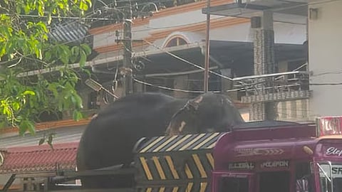 பிடிபட்ட யானை