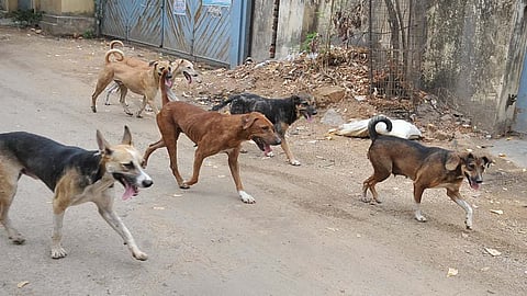 tamil nadu more then 1 lakh affected by dog bites
