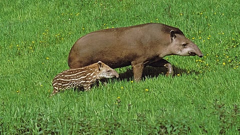 Brazilian Tapir