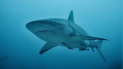 tourists both hands bitten off as she tries to take a picture with shark