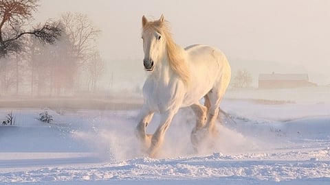 horse in china dies after risking its life to save drowning man