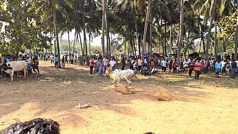 எருதுவிடும் விழா