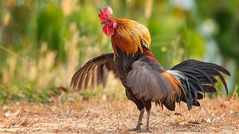 kerala man files complaint over noisy rooster crowing