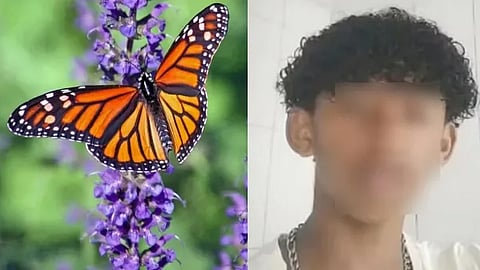 brazil 14 year old dies after taking dead butterfly injection into veins
