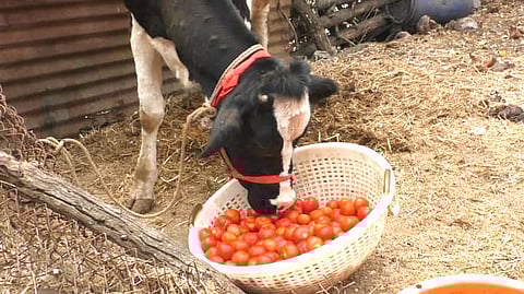 கால்நடைகளுக்கு தீவனமாகும் தக்காளி