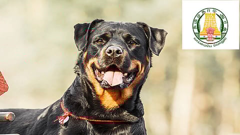 The Greater Chennai Corporation (GCC) has issued instructions for pet dog owners