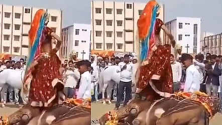 rajasthan women dances while harassing a camel