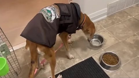 dog from thane streets finds new home in toronto