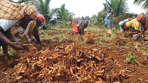 மஞ்சள் அறுவடை பணி தீவிரம்
