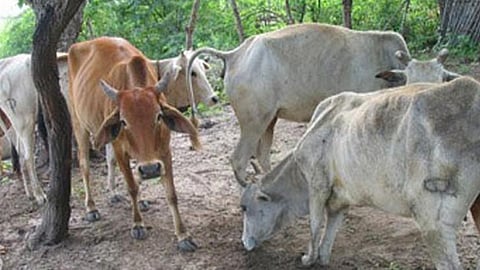 do not administer banned drugs to livestock central government