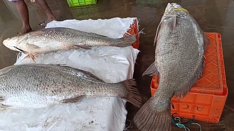 மீனவர் வலையில் சிக்கிய கூறல் மீன்கள்