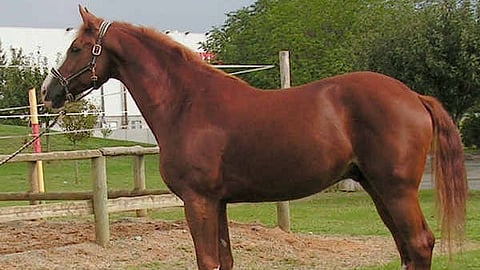 equine influenza spreads in japan after 17 years