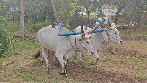 உழவுப் பணிகளைத் தொடங்கிய விவசாயி