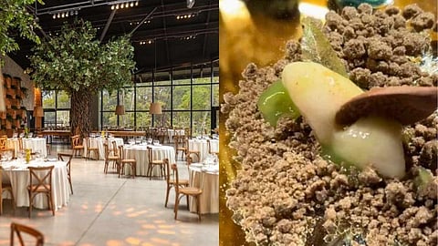 elephant dung for dessert china shanghai restaurant sparks controversy