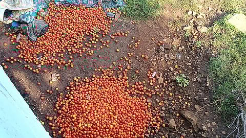 சாலையோரங்களில் கொட்டப்படும் தக்காளி