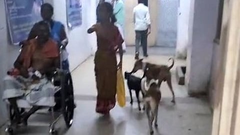 மருத்துவமனையில் சுற்றித் திரியும் தெரு நாய்க